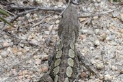 Jacky Lizard (Amphibolurus muricatus)